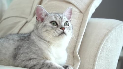 Gray Cat Relaxing on a Sofa Pillow
