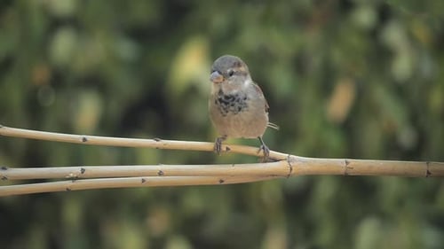 Baby House Sparrow schaut sich neugierig in Zeitlupe um