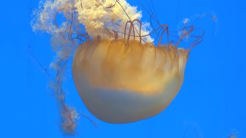 Slow Motion Close-up of Giant Orange Medusa Jellyfish in Aquarium, Blue Background