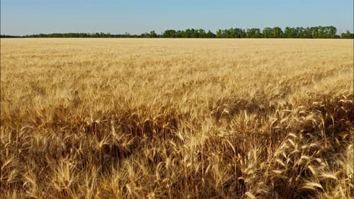 Top View of a Wheatfield