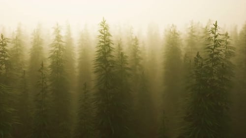 Plantation of Cannabis in Deep Fog