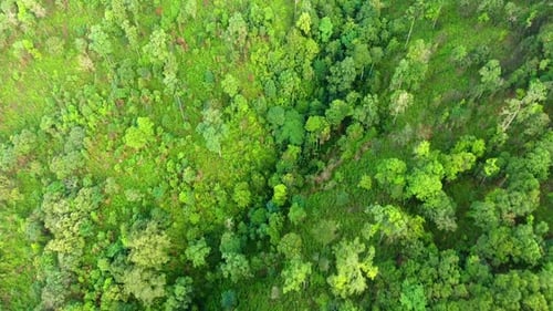 Top view of mountain and forest.