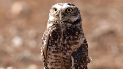 Burrowing Owl in His Hole
