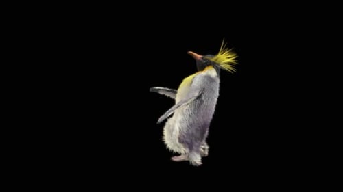 Penguin Dancing HD