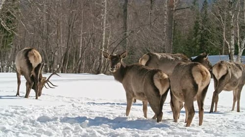 Marvelous Deer