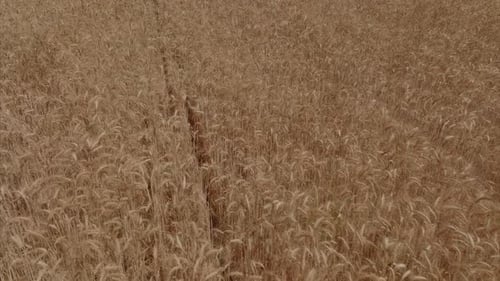 Dry Wheat field ready for harvest, Aerial footage.
