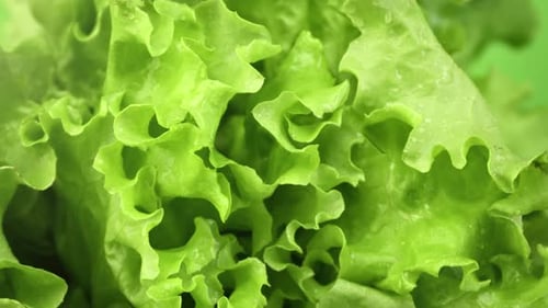 Fresh Green Curved Leaves Vitamin Seasonal Lettuce with Wet Drips Turn Down Closeup Macro Shot
