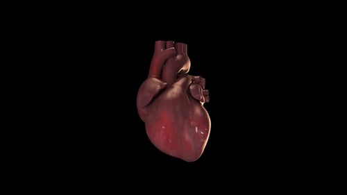 Realistic 3D Human Heart Pulsating Animation