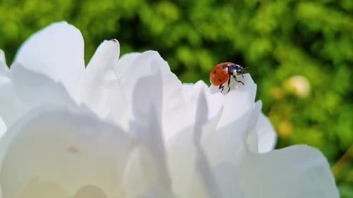 Ladybug Crawling on White Flower Petal