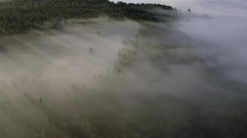 Forest Fog Hyperlapse