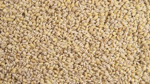 Close-up View of Uncooked Pearl Barley Grain