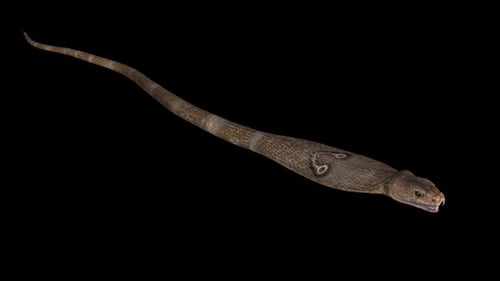 Realistic 3D Cobra Snake Slithering Across Frame