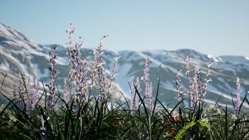 Lavender Field with Blue Sky and Mountain Cover with Snow