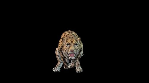 Jaguar Run to Camera