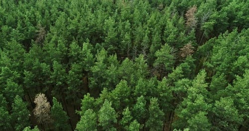 Aerial Landscape View Green Forest Nature