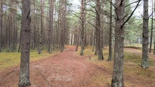 Forest-Strecke
