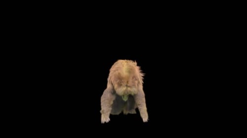 190 Bear Standing Magic Area Attack HD