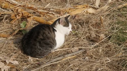 Cat Resting on Dry Grass