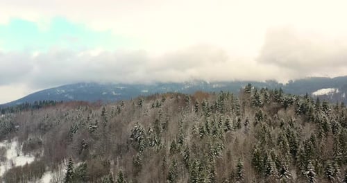 Aerial View of Forest Covered with Snow in Mountains