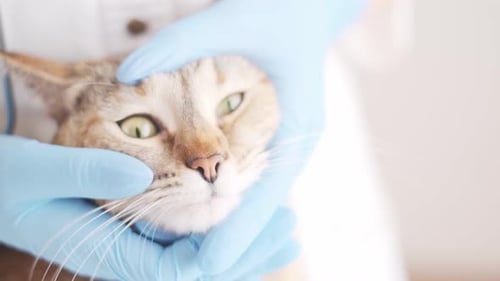 Cat Examined by Veterinarian Wearing Surgical Gloves