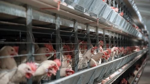 Chickens On Farm