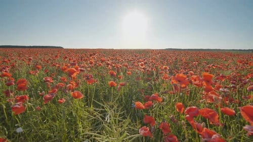 A Large Field of Red Poppy Flowers at Sunset
