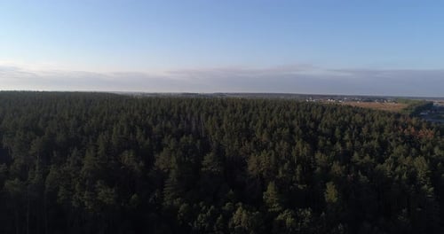 Drone Aerial View Beautiful Forest in the Morning at Sunrise