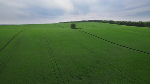 Perfect Green Grass Field Planted with Plants