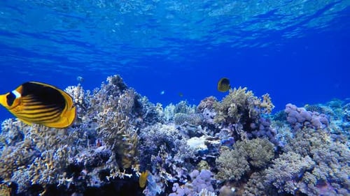 Underwater Fish Blue Sea Water