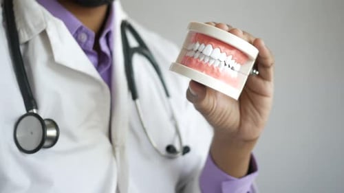 Doctor Hand Holding Plastic Dental Teeth Model on Table
