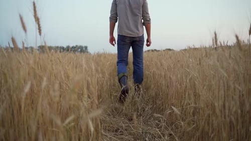 Man Walking Through a Wheat Field
