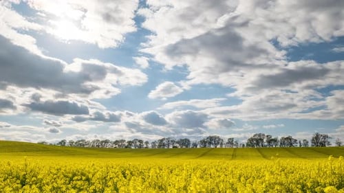 Time Lapse Canola Field. Rapeseed Field in Bright Sunshine and Moving Clouds, Timelapse