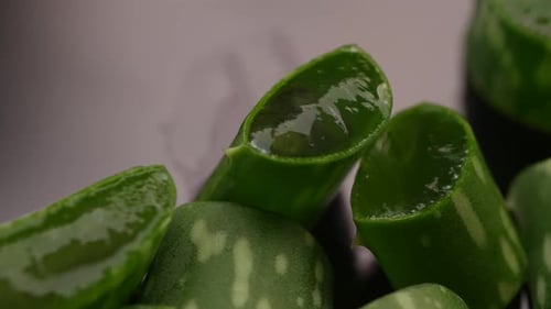 Aloe Vera Fresh Cuts Close Up