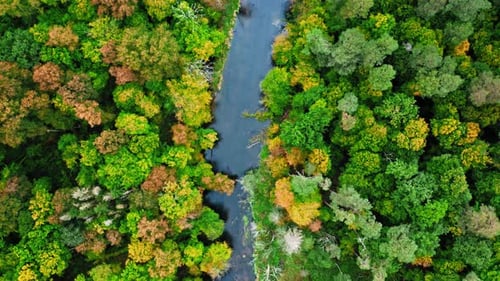Top down view of river and forest in early autumn