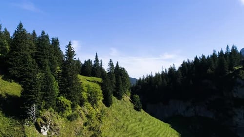 flying really close over pine trees in a mountain scenery in the swiss alps