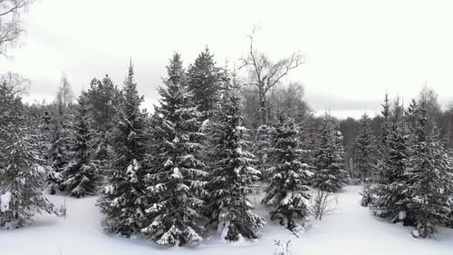 Fly between fir trees in winter forest