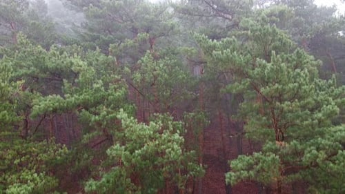 Forest Strong Fog Aerial Drone View
