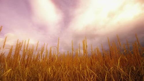 Wheat Field At Sunset