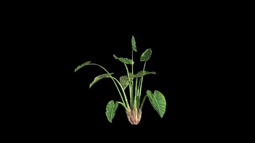 Elephant Ear Tree Grow With Wind