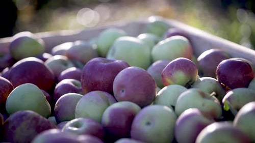 Freshly Picked Apples in a Wooden Crate