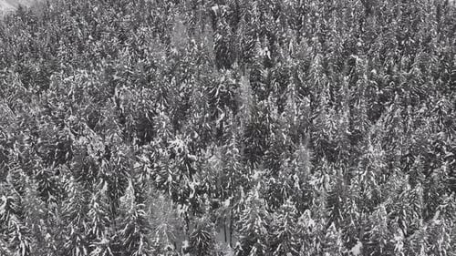 Aerial View of a Frozen Forest with Snow Covered Trees at Winter