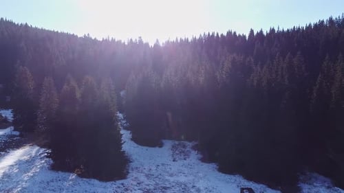 Forest Park