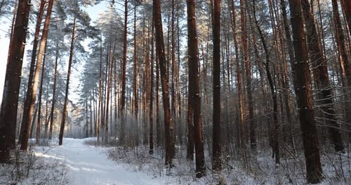 Winter Snowy Coniferous Forest. Snowy Path, Road, Way Or Pathway In Winter Forest. Pan, Panorama.