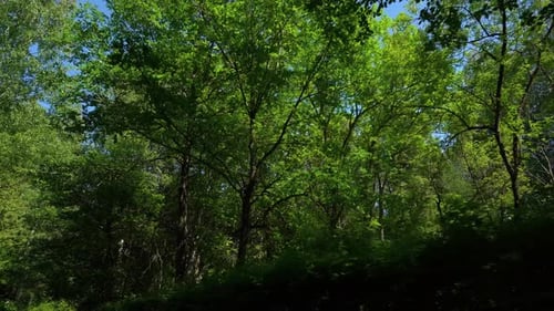 Beautiful green garden