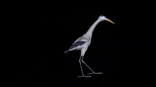 Walking Grey Heron with Alpha Channel
