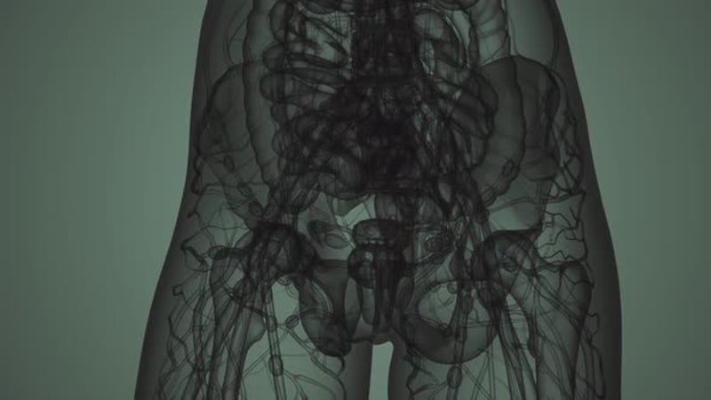 Human Body Scanning, Backgrounds Motion Graphics ft. anatomy & lungs ...