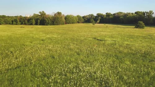 Grüner Grasfeld-Wald aus der Luft