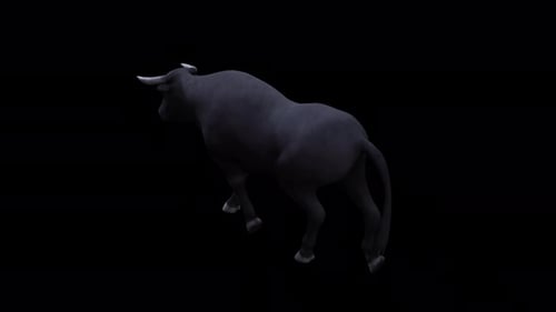 Bull Walk View From Top Angle Back