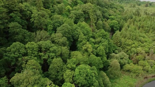 Filmische Drohnenaufnahme über irische Berge und Kiefernwälder.