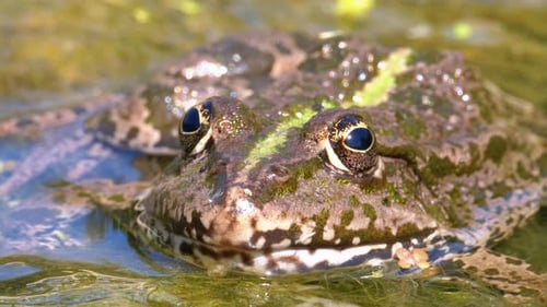 Green Frog in the River. Close-Up. Portrait Face of Toad in Water with Water Plants